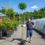 Okrasná višňa (Prunus Frutiosa) ´GLOBOSA´ výška: 200-250 cm, obvod kmeňa: 6/8 cm, kont. C15L 